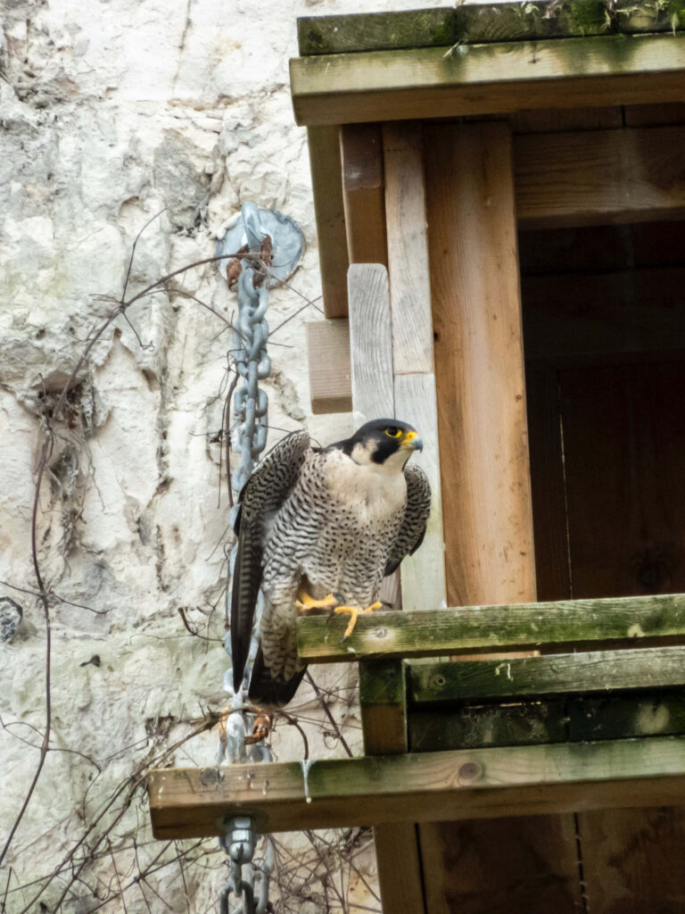 Falcon with sharp gaze perched on wooden ledge against rustic stone wall background wallpaper