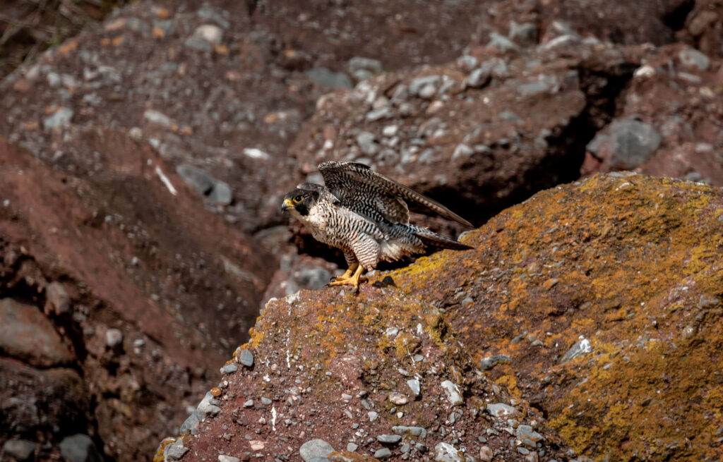Falcon perched on lichen covered rock wings spread showing detailed brown yellow feathers wild beauty Wallpaper