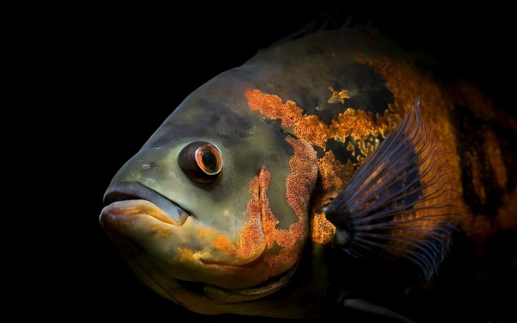 Vibrant Fish Wallpaper: Intricate Patterns on Dark Background