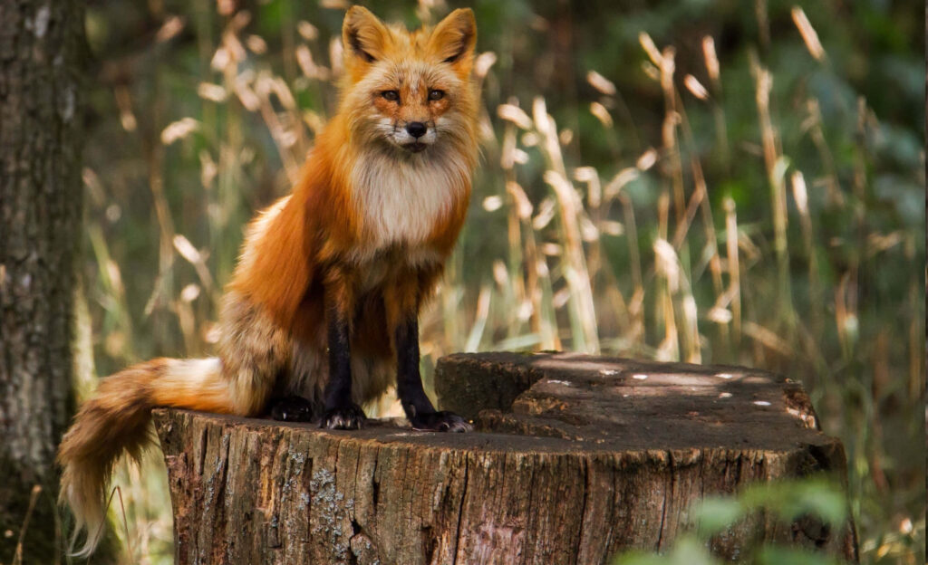 Stunning Fox on Tree Stump: Serene Natural Background Wallpaper