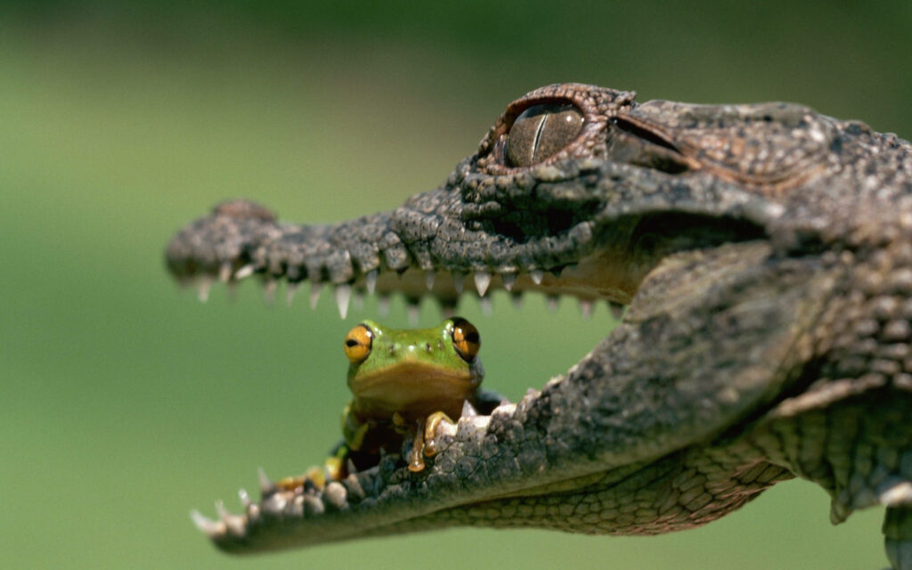 Frog vs. Caiman: Nature's Dramatic Encounter Wallpaper