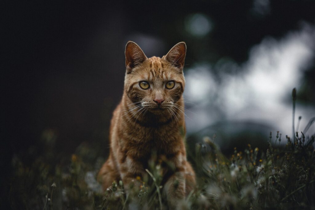 “Ginger Cat in Grassy Field: Striking Wallpaper with Intense Eyes”