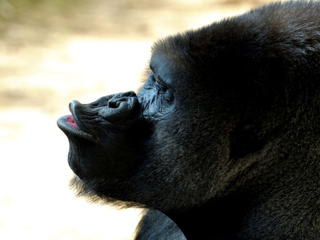 Stunning Gorilla Side Profile Wallpaper with Blurred Background