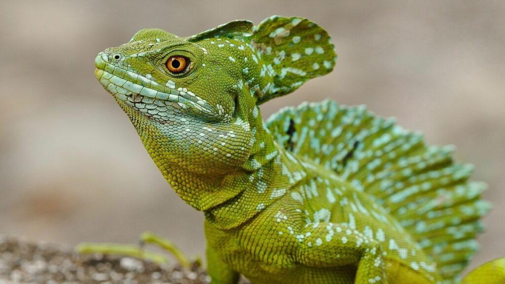 Stunning Green Basilisk Lizard Wallpaper - 1920x1080 Background