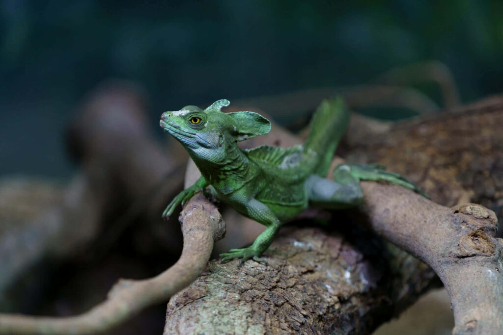 Green basilisk lizard perched on twisted tree branch in lush natural forest wallpaper background