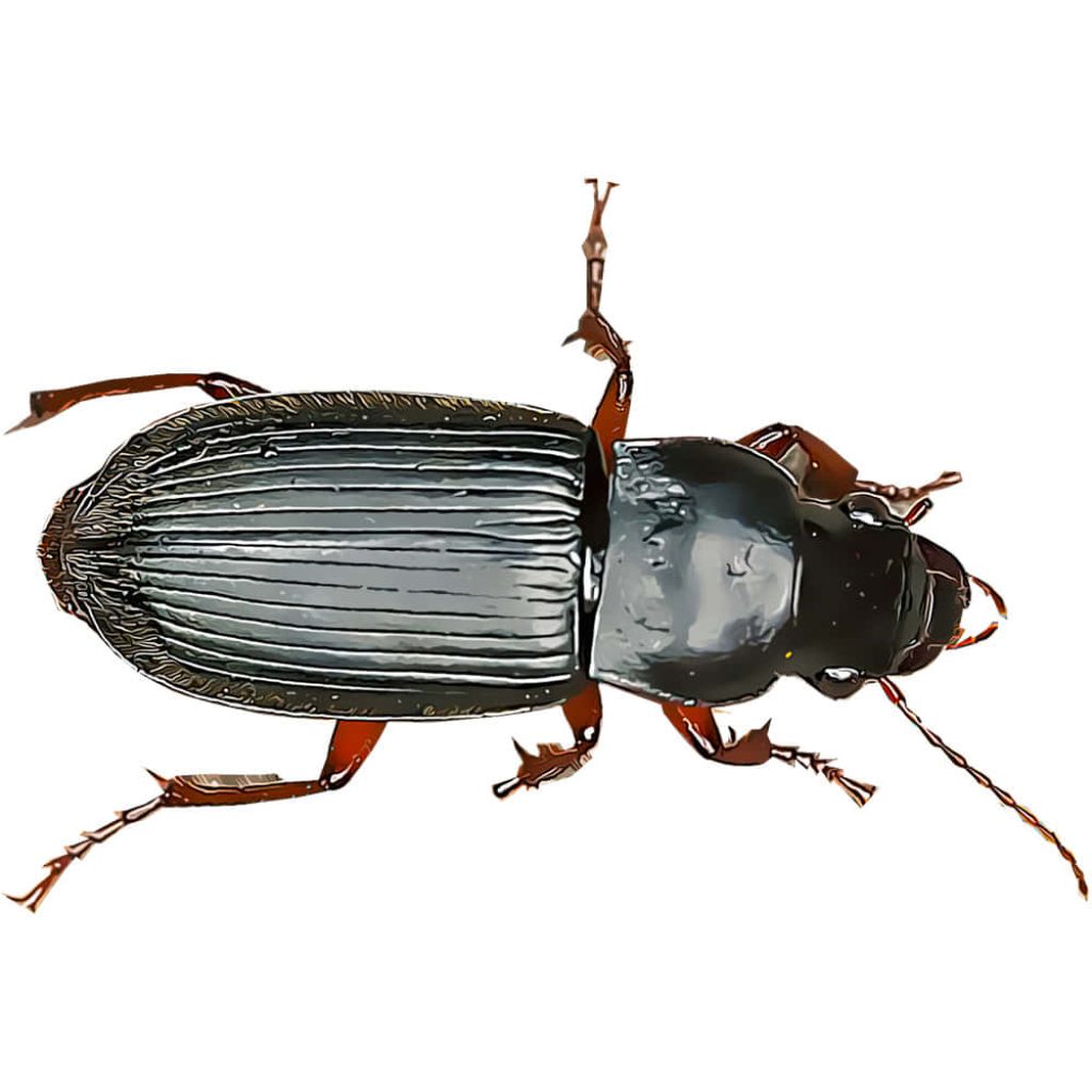 Closeup of glossy black ground beetle with reddish legs on white background digital art wallpaper
