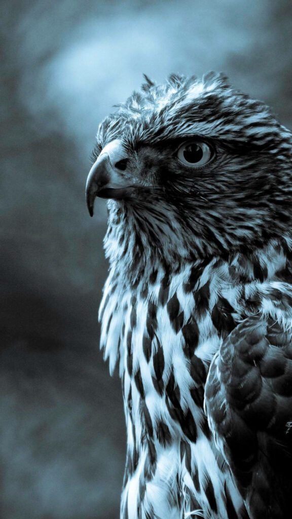 Striking Hawk Wallpaper with Bluish Undertone for Nature Lovers