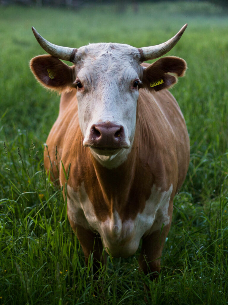 Stunning Hinterwald Cattle Wallpaper in Lush Green Field