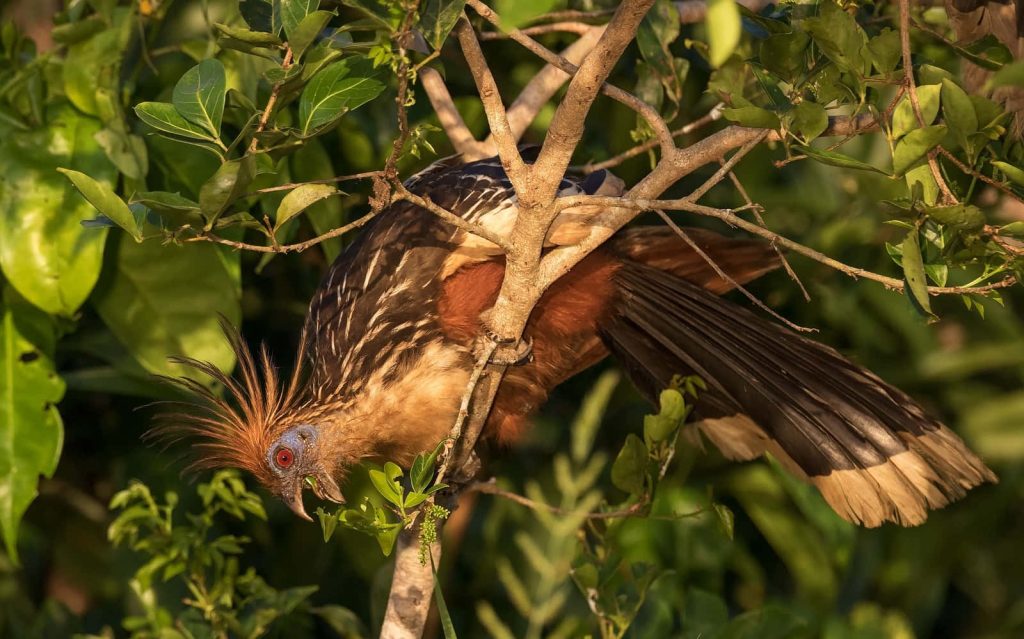 Hoatzin bird with spiky crest red eyes blue face eating green leaves in natural light wildlife wallpaper