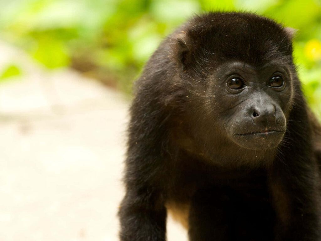 Serene Howler Monkey Portrait with Lush Green Background Wallpaper