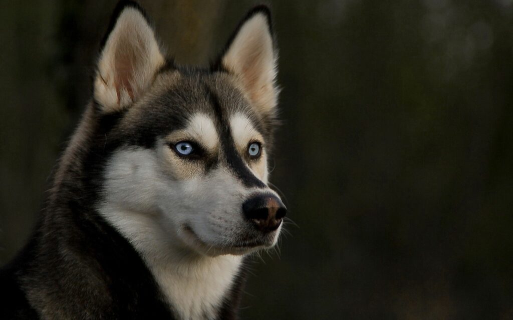 Stunning Husky Wallpaper with Piercing Blue Eyes and Soft Background