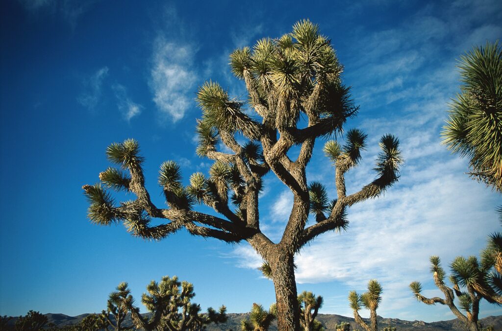 Joshua tree in bright sunlight against blue sky with wispy clouds desert landscape wallpaper background