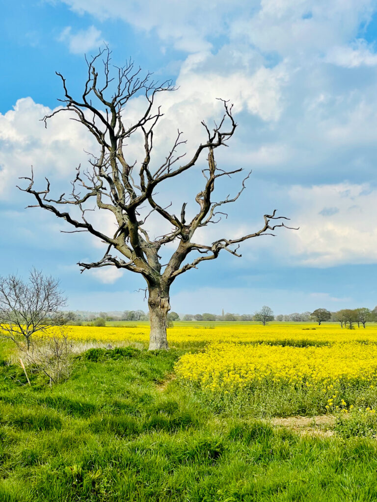 Leafless tree in vibrant yellow flower field under blue sky with soft clouds rural landscape wallpaper