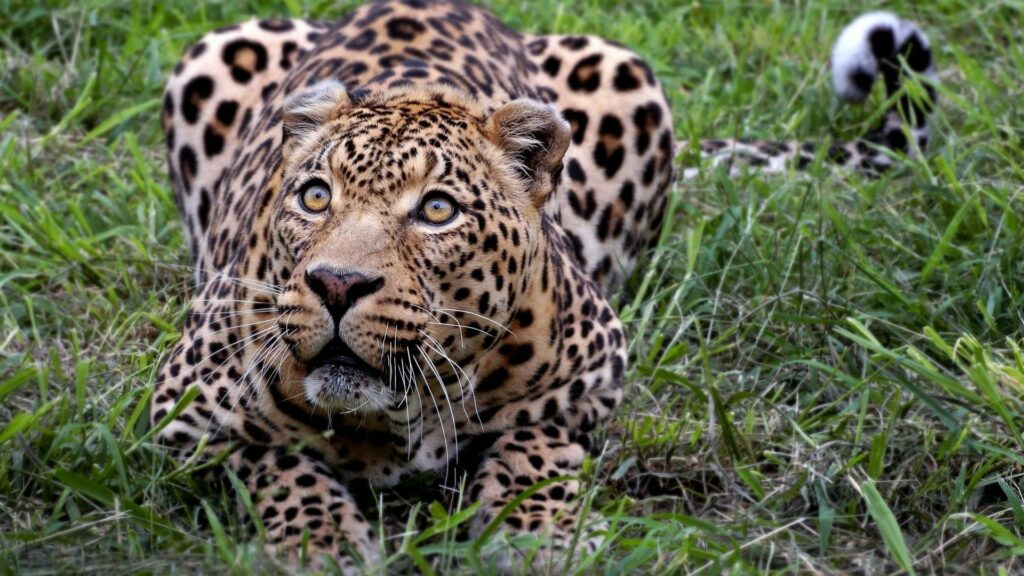 Leopard in Grass: Intense Crouching Wallpaper 1920x1080