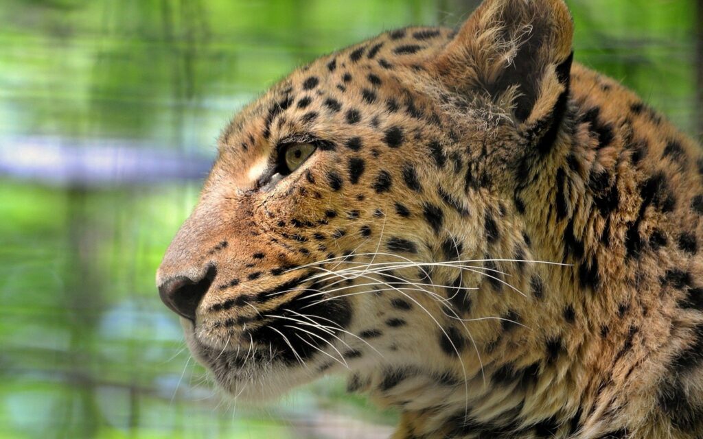 Leopard Profile: Intense Gaze & Distinctive Spots on Vibrant Background Wallpaper
