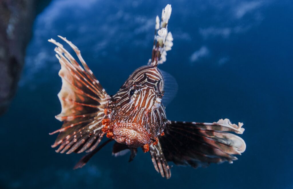Vibrant Lionfish Wallpaper - Striped Beauty on Deep Blue Background