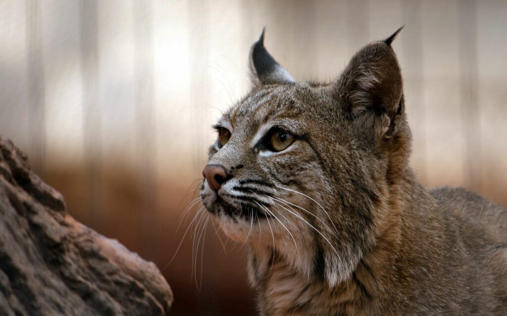Stunning Lynx Wallpaper: Sharp Eyes & Natural Habitat Background
