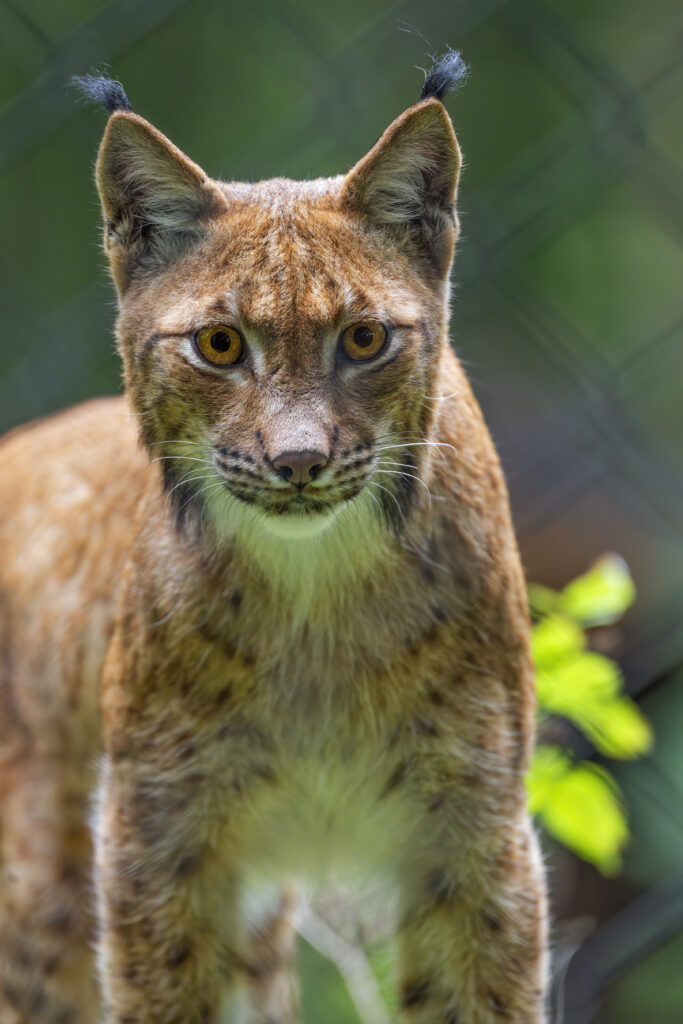 Lynx Wallpaper: Stunning Predator with Tufted Ears & Intense Gaze