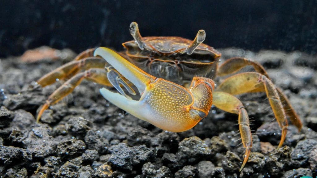Close-up of a Fiddler crab with large textured claw on dark rocky natural background wallpaper