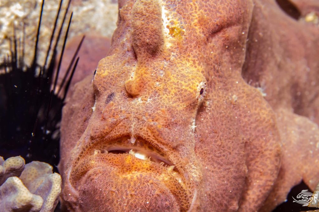 Macro close-up of a brown orange frogfish camouflaged near sea urchin spines underwater Wallpaper