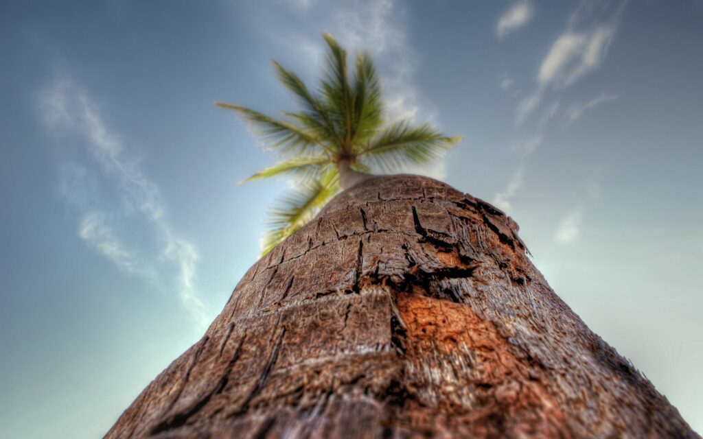 Macro view of textured palm tree bark with vivid blue sky and blurred tropical leaves background Wallpaper