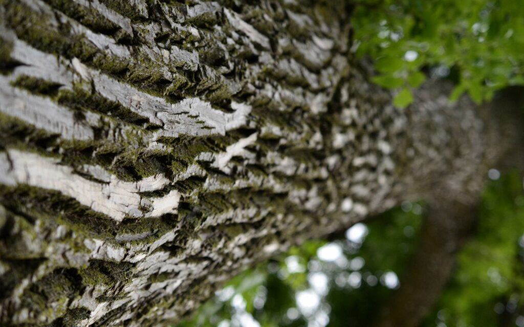 Macro close-up of tree trunk bark texture with natural brown and green tones background wallpaper