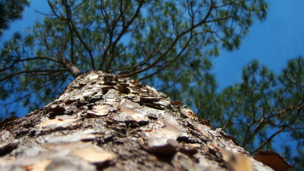 Macro view of textured tree bark leading to green canopy against clear blue sky wallpaper