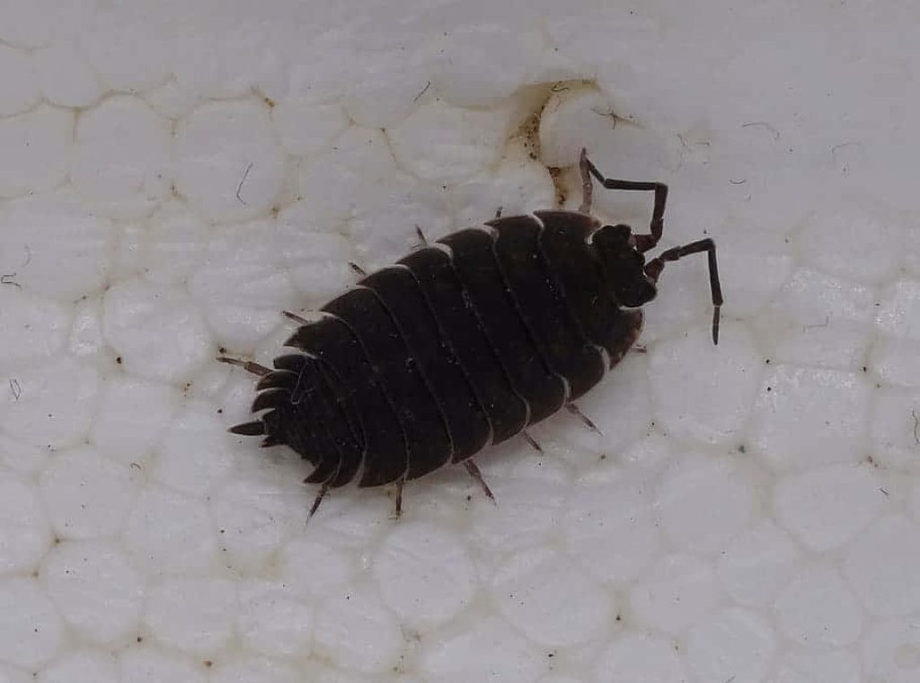 Macro shot of segmented woodlouse on textured white polystyrene minimal insect wallpaper background