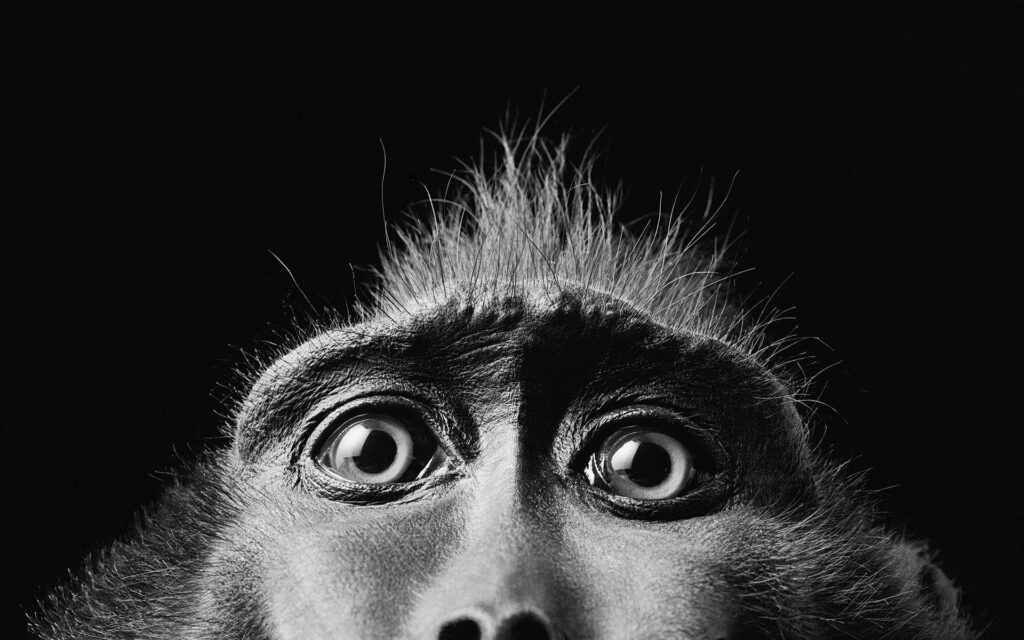 Intense Monkey Eyes Wallpaper - Monochrome Close-Up Background