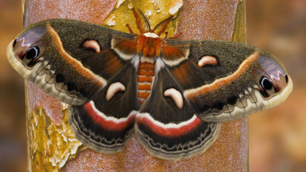 Stunning Moth on Tree Wallpaper: Earthy Tones & Black Aesthetic