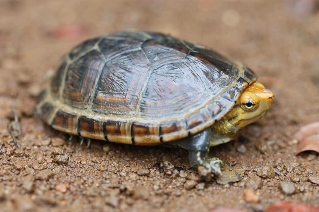 Vibrant Yellow-Headed Mud Turtle Close-Up in Natural Habitat Wallpaper