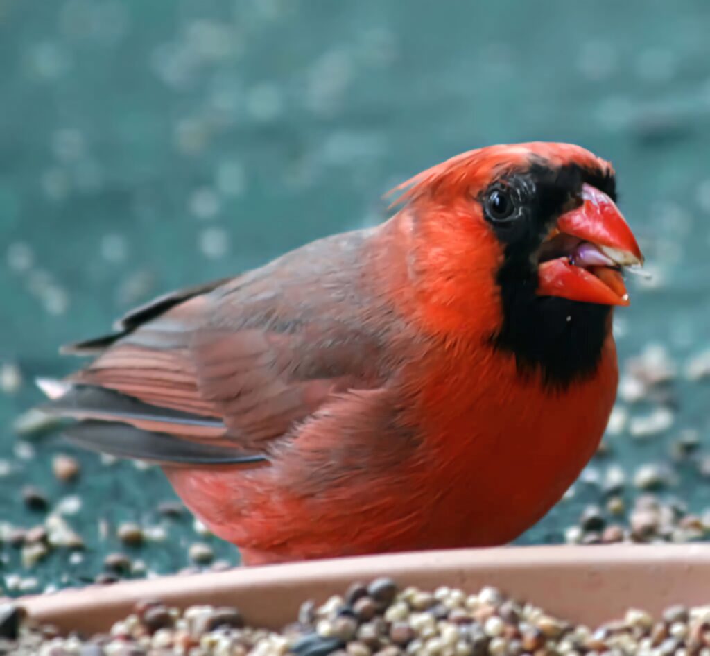 Close-up of vibrant Northern Cardinal eating seeds with sharp beak on natural blurred background Wallpaper