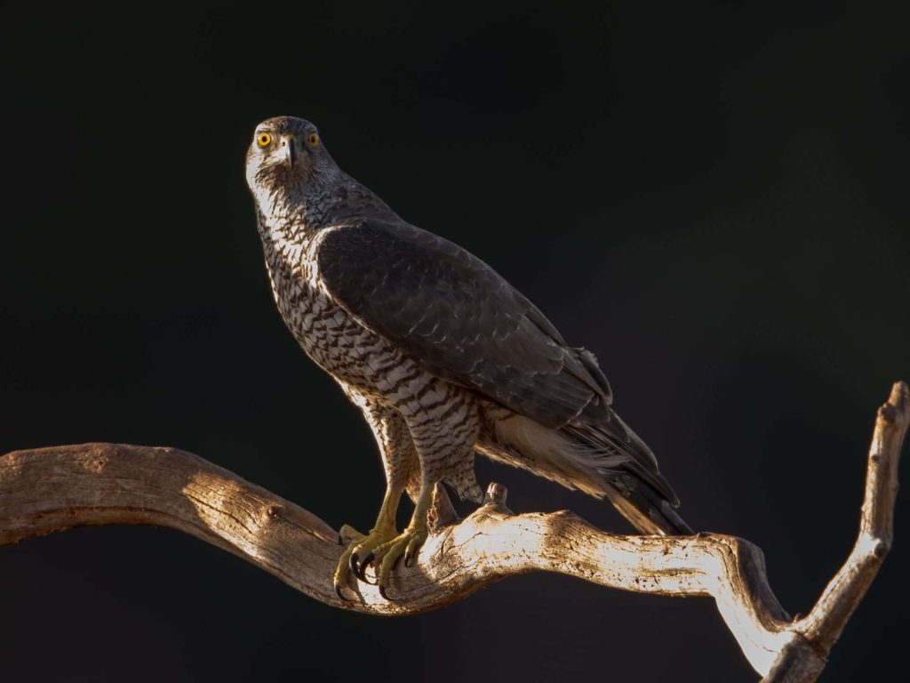 Northern Goshawk perched on gnarled branch with piercing eyes in warm sunlight wildlife wallpaper