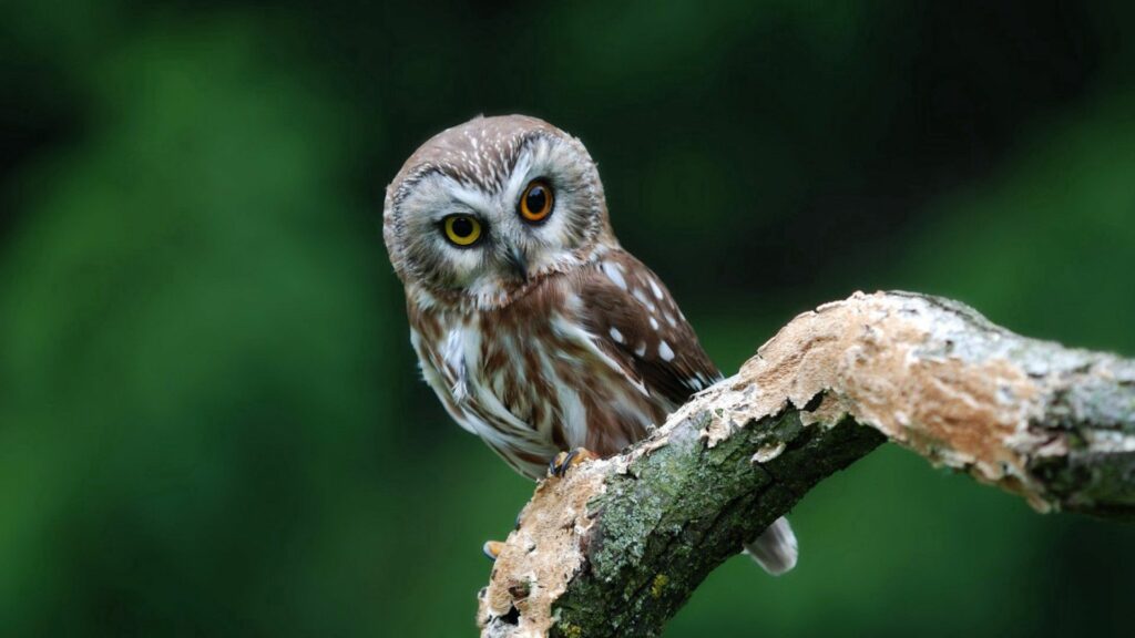 Stunning Owl Wallpaper: Watchful Predator on Green Background