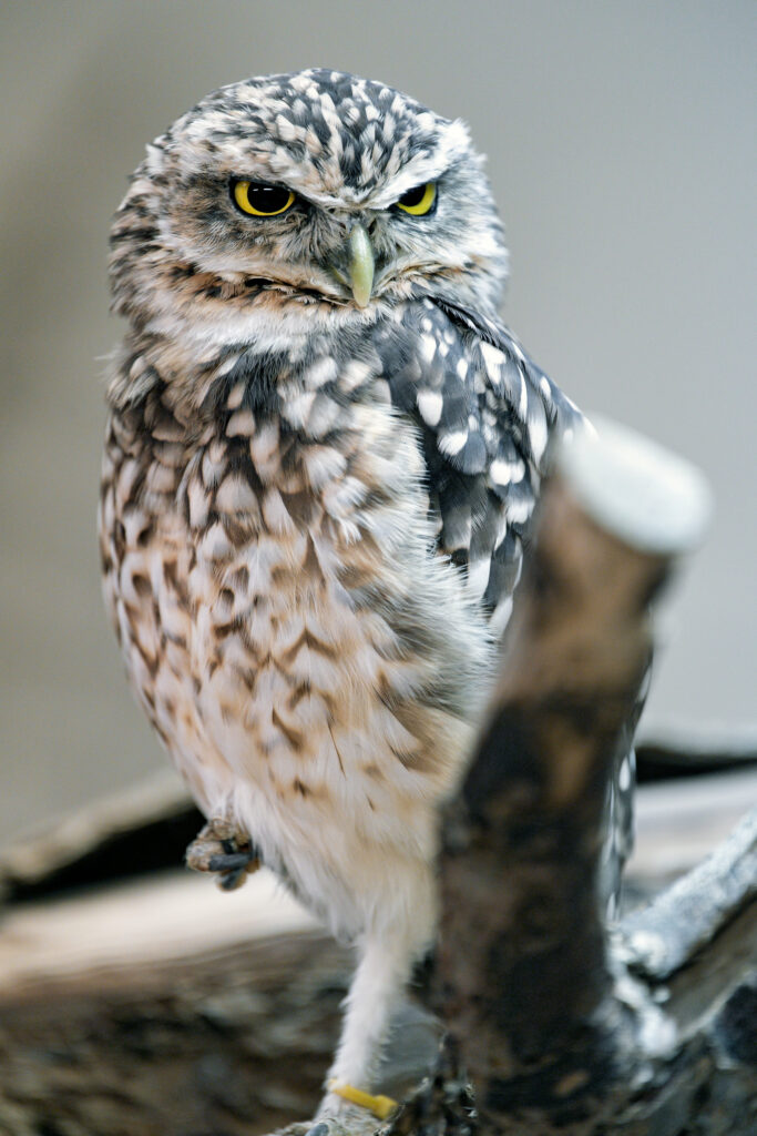 Striking Owl Wallpaper with Intricate Earthy Tones and Soft Background