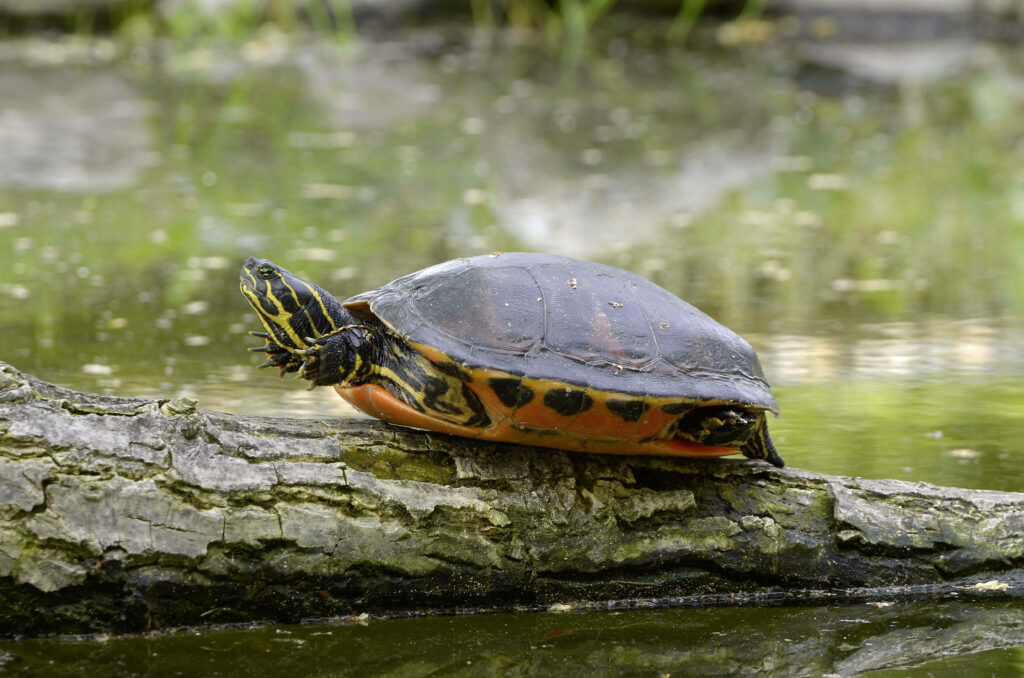 Vivid Painted Turtle on Weathered Log: Serene Natural Background Wallpaper