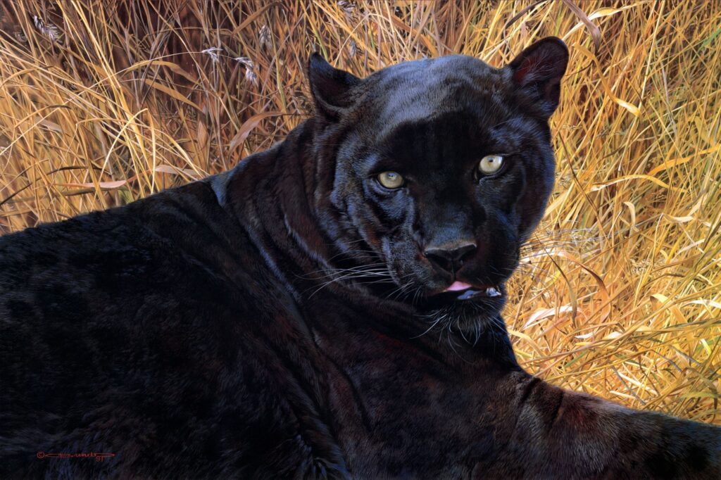 Striking Panther Wallpaper: Intense Gaze in Golden Grass Background