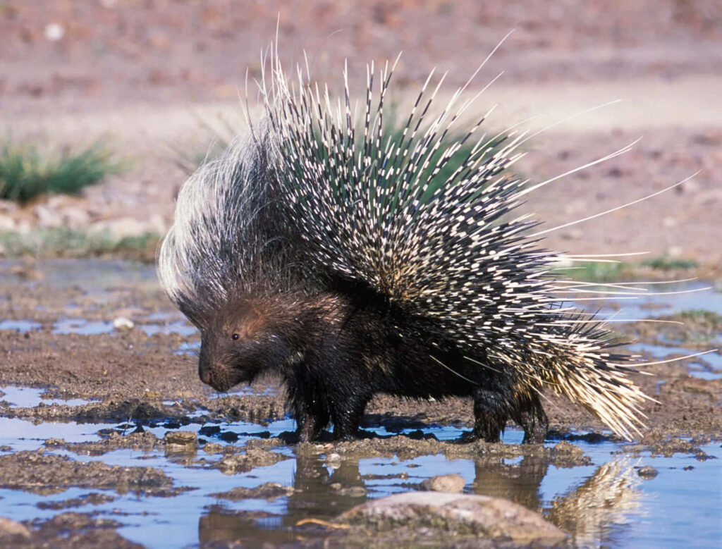 Striking Porcupine on Reflective Ground - Unique Nature Wallpaper
