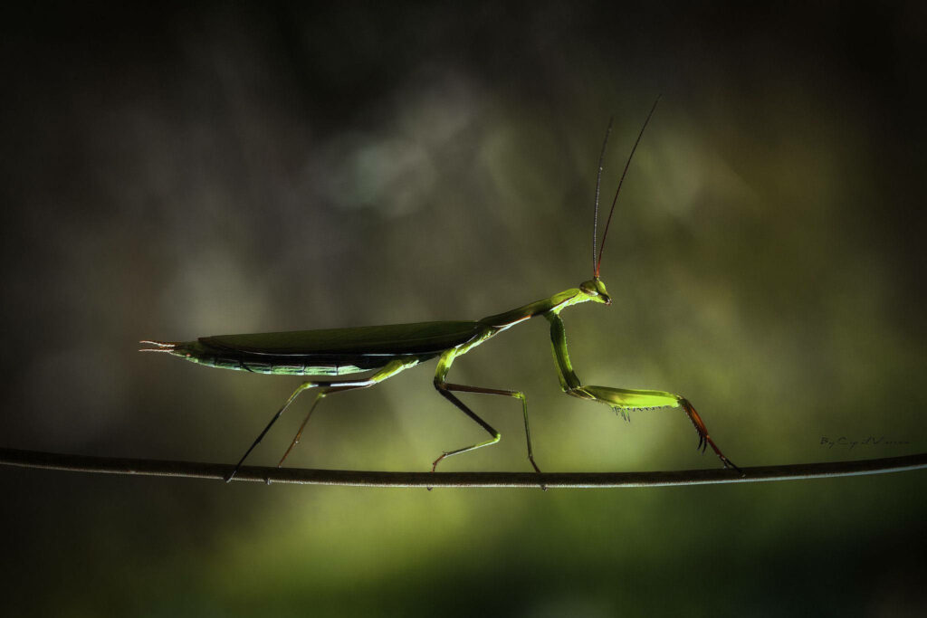 Enchanting Praying Mantis Wallpaper: Vibrant Green in Dimly Lit Setting