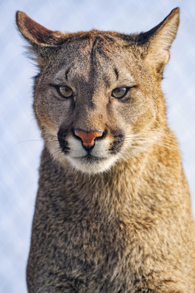 Majestic Puma Close-Up: Intense Gaze & Sleek Fur Wallpaper