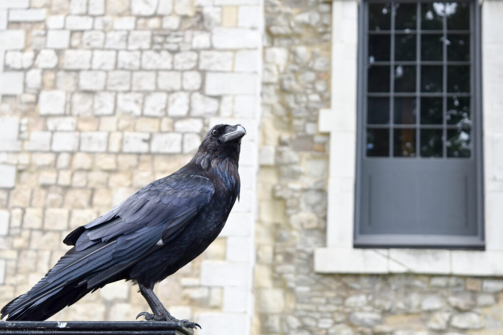 “Stunning Raven Wallpaper with Historic Stone Building Background”