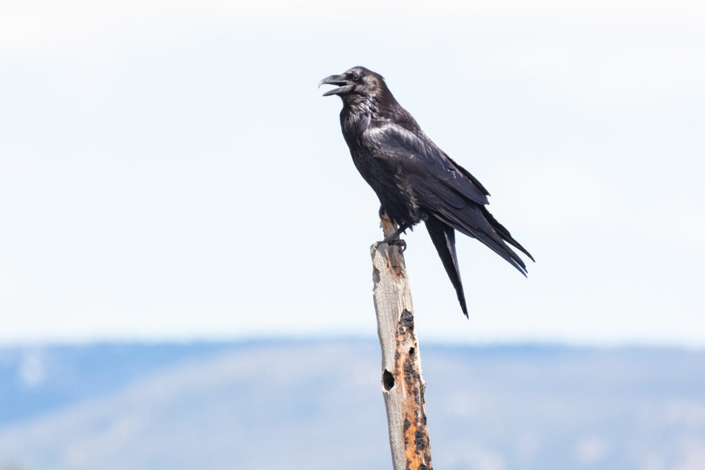 Striking Raven on Weathered Stick Against Soft Blurred Background Wallpaper
