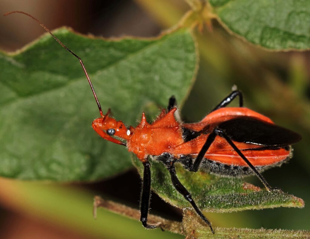 Red assassin bug on green leaf displaying vivid colors and detailed body features in nature Wallpaper