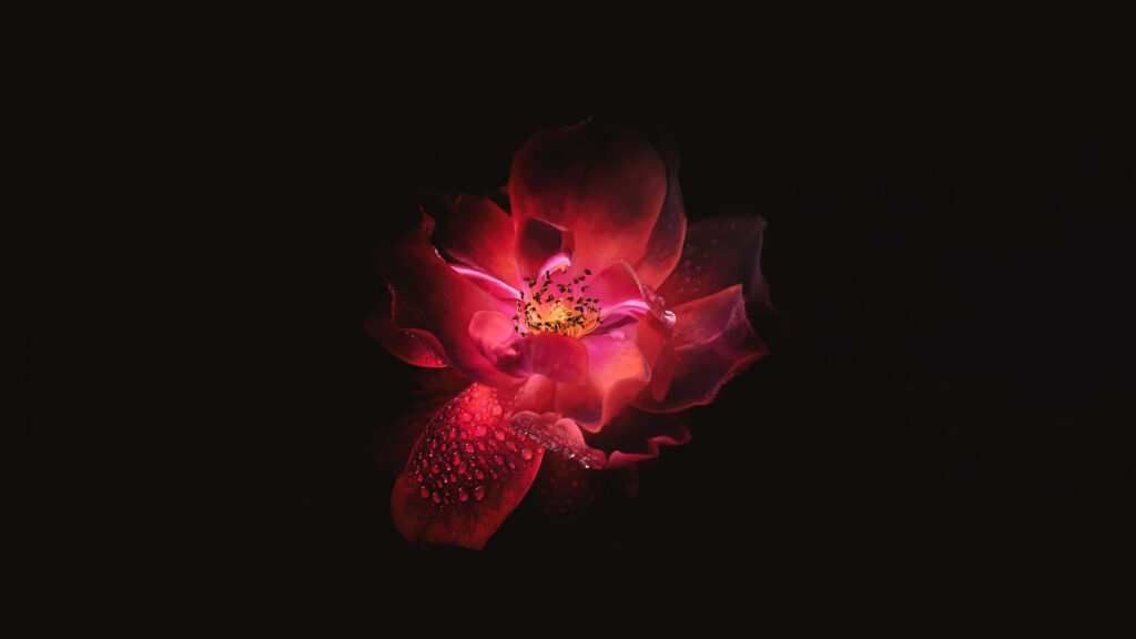 Red Flower Wallpaper: Stunning Contrast on Dark Background