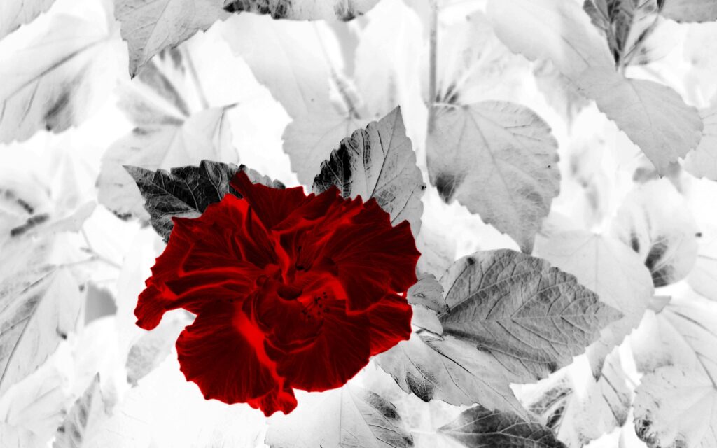 Striking Red Flower Wallpaper with Abstract Grey & White Leaves