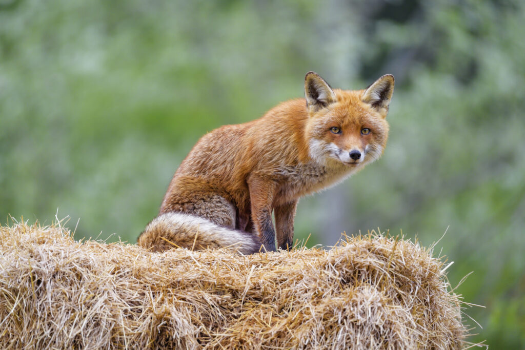Vibrant Red Fox on Hay Bale with Soft Green Background Wallpaper