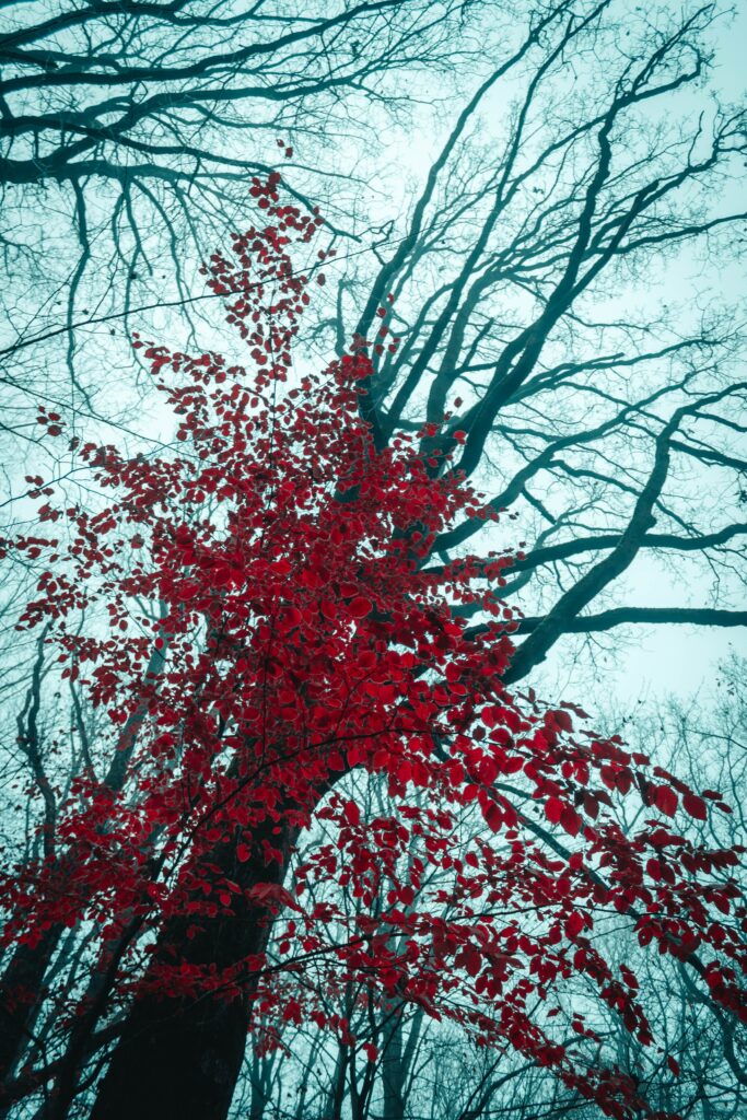 Striking tree with vivid red leaves against dark branches and soft teal sky wallpaper background