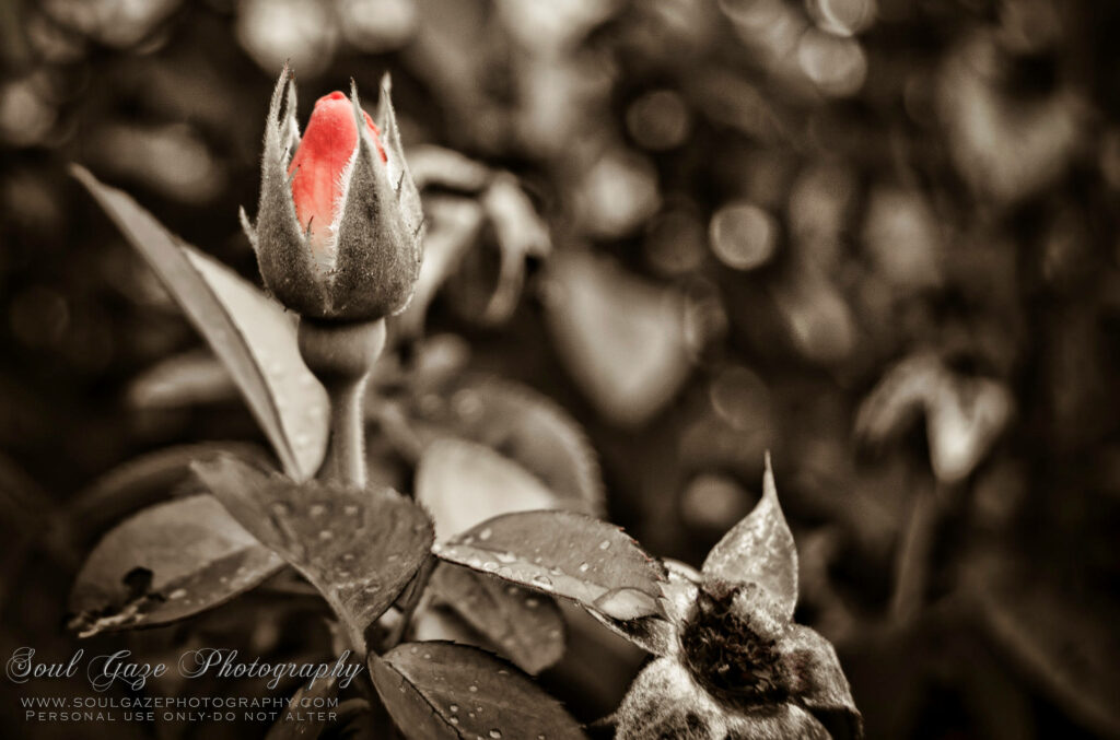 Striking Red Rose Bud Wallpaper with Sepia-Toned Background