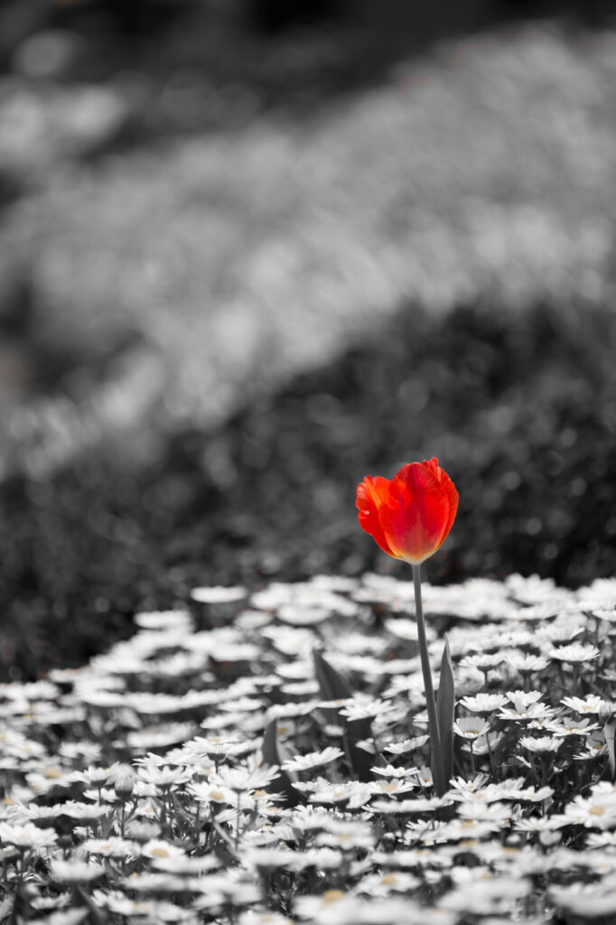Vibrant Red Tulip Amidst Chamomile in Dramatic Black & White Wallpaper