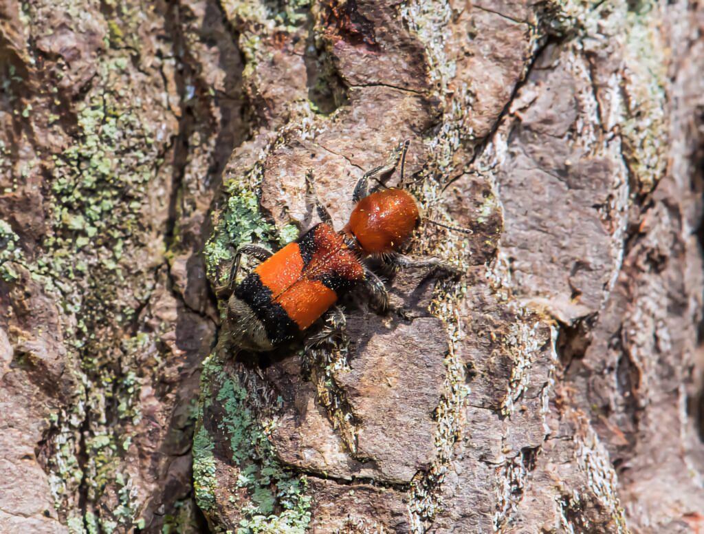 Close-up of a checkered beetle with red and black markings on textured tree bark background Wallpaper